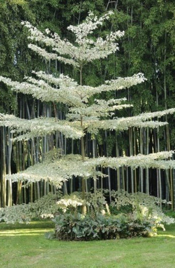 Arbre feuilles blanches.jpg